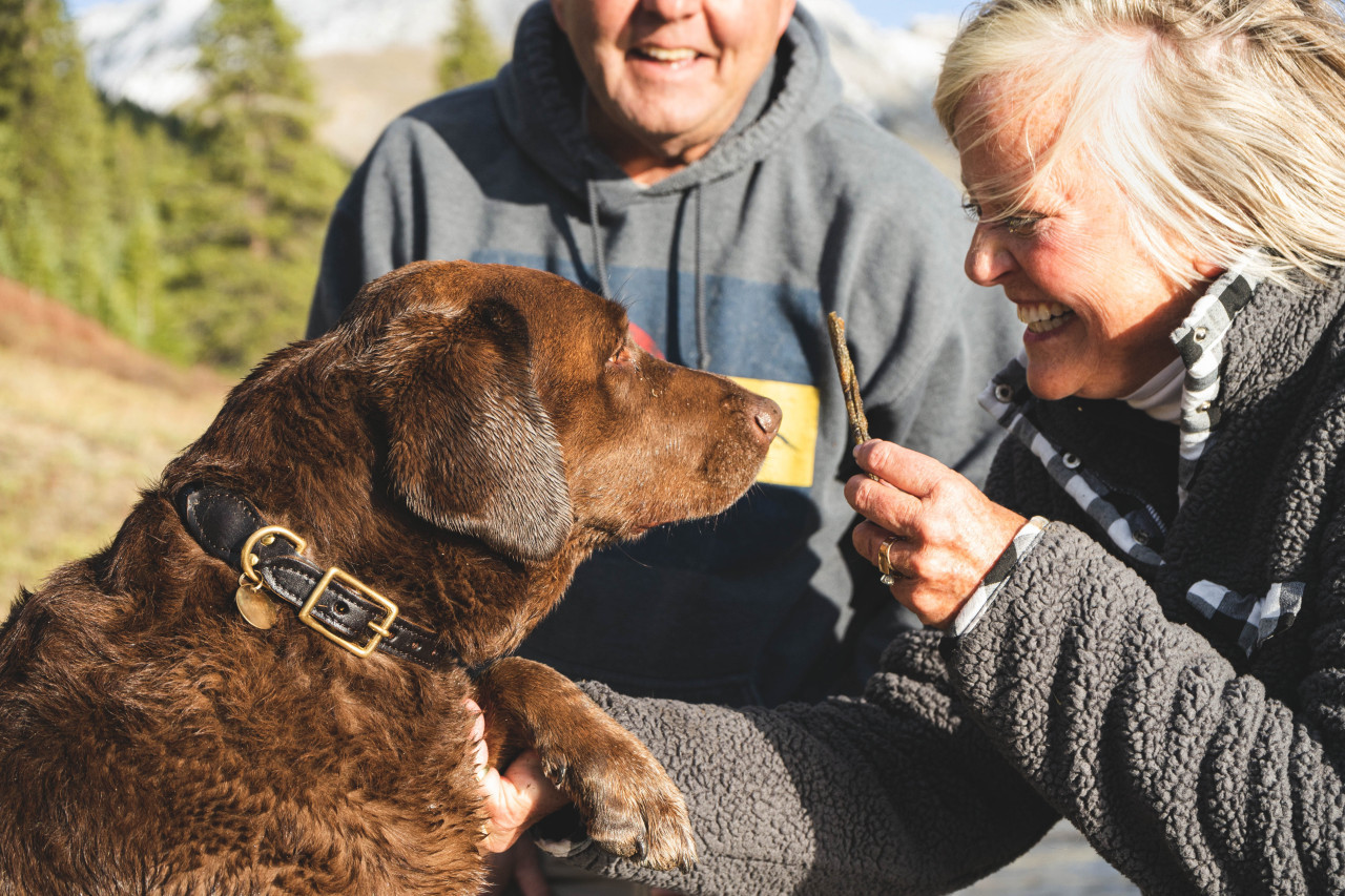 Perros. Foto: Unsplash