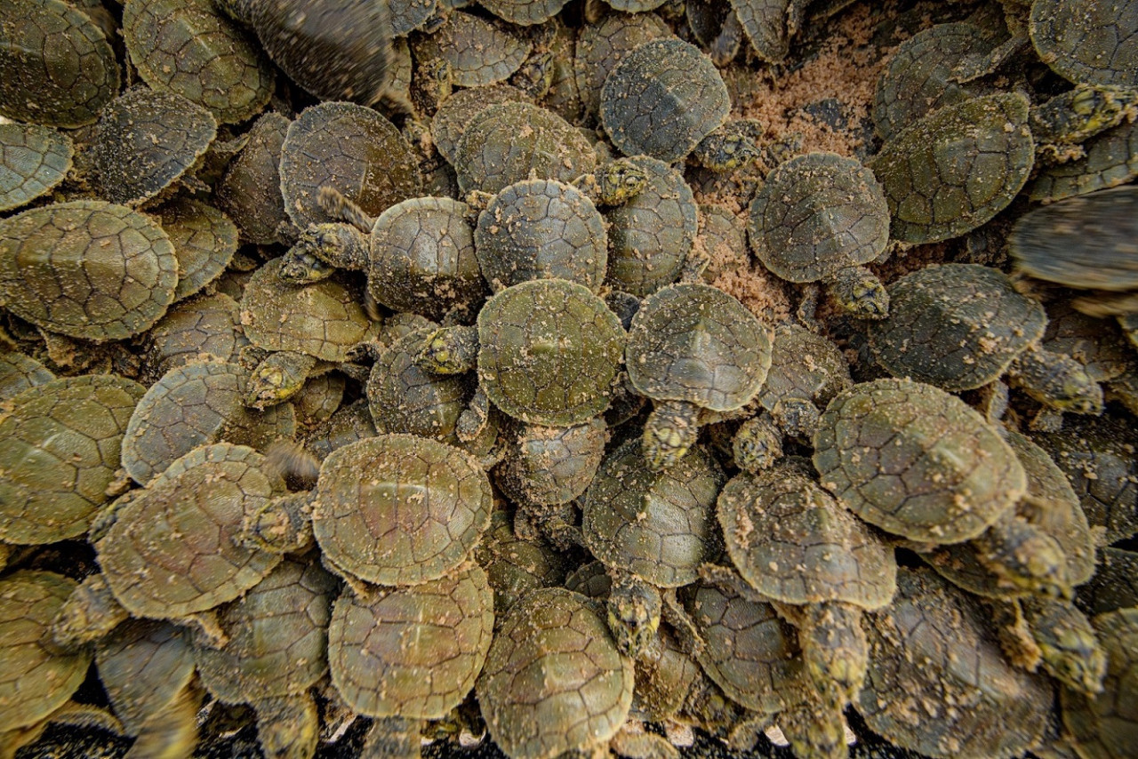 Tortugas de río. Foto: EFE