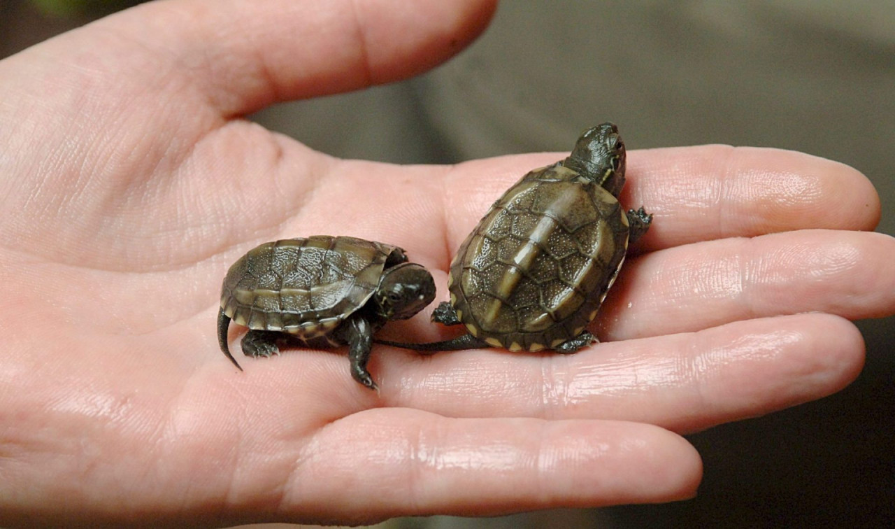 Tortugas de río. Foto: EFE