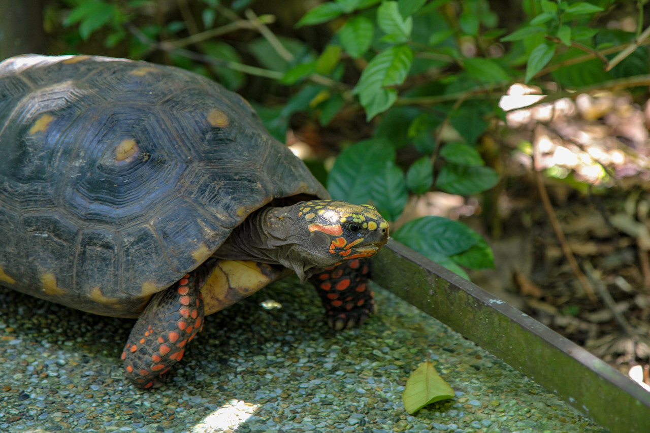 Tortuga. Foto: Unsplash.