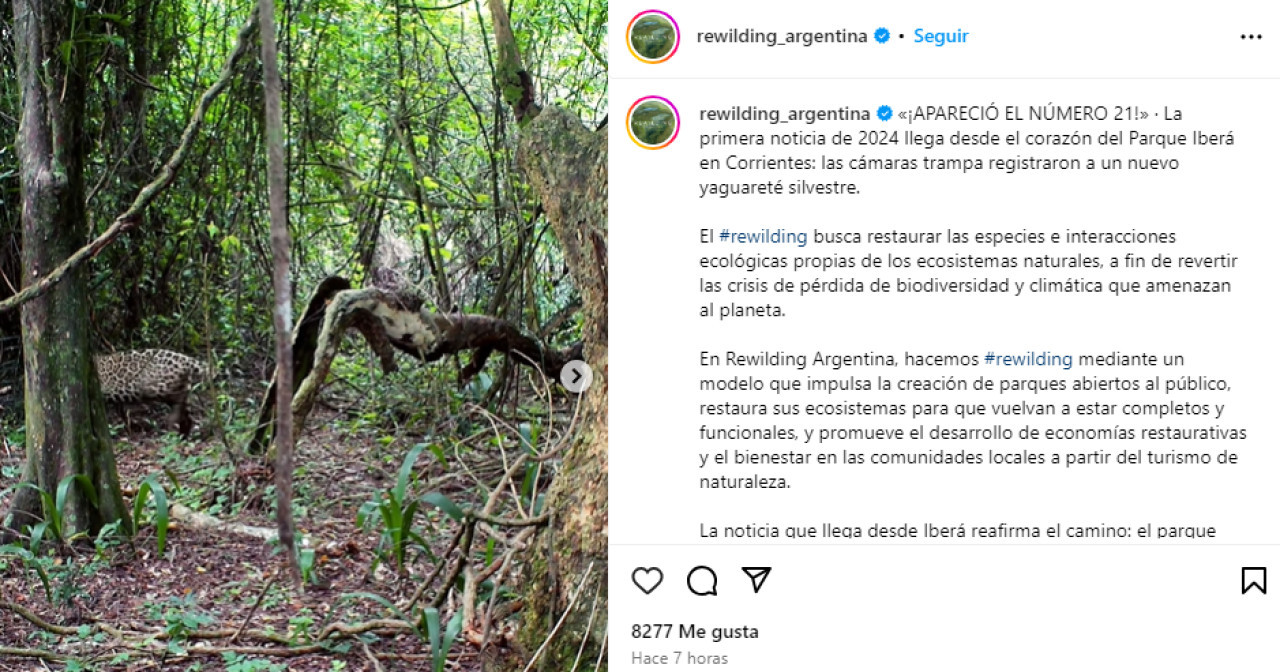 Publicación de Rewilding Argentina. Foto Instagram.