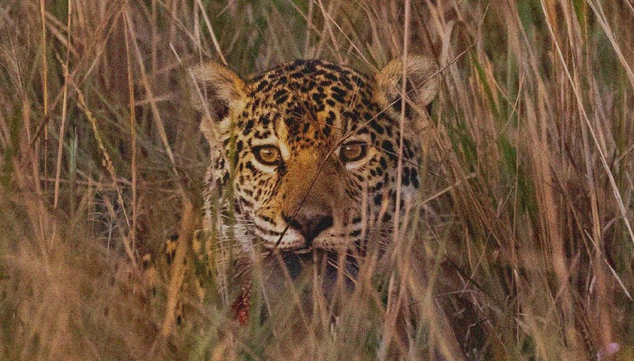 Registran un nuevo yaguareté en en Parques Iberá. Foto Instagram.