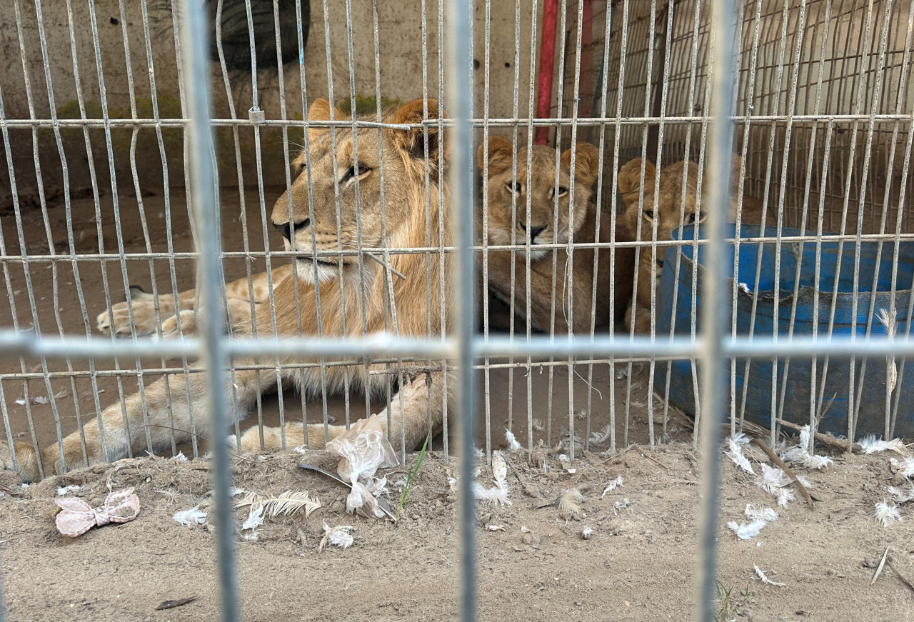 Zoológico de Rafah. Foto: Reuters.