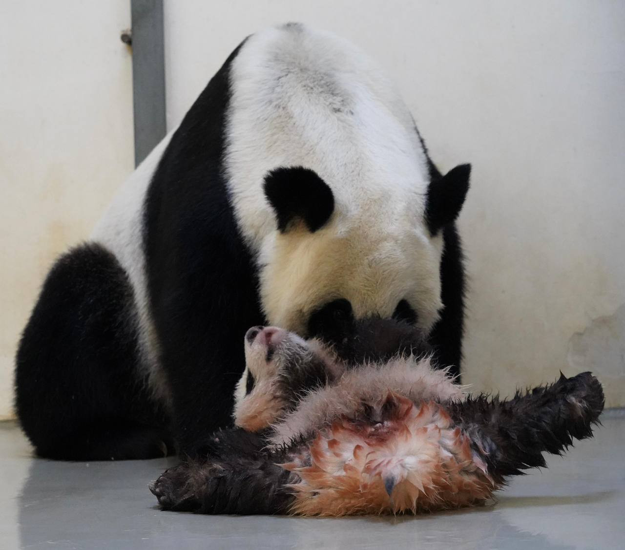 El bebé panda en pleno baño. Foto: Canal de Telegram de Svetlana Akulova @svetlanaakulova1