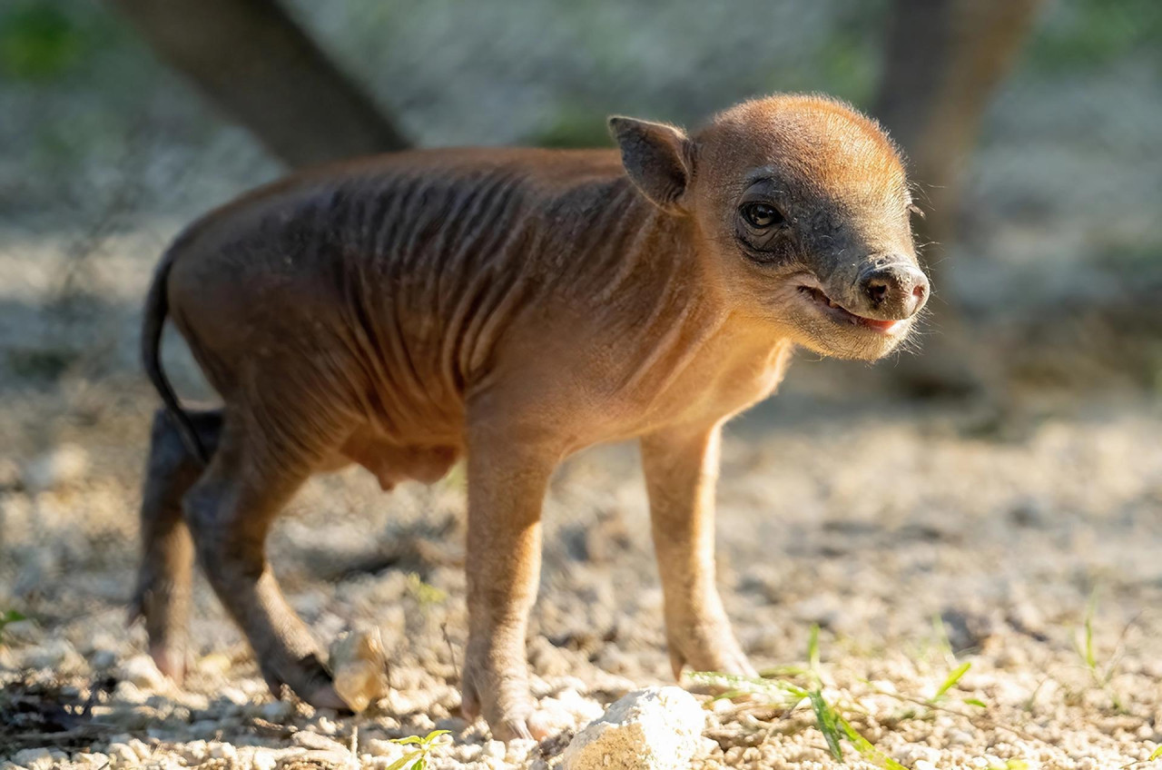 El histórico nacimiento de una babirusa. Foto: EFE