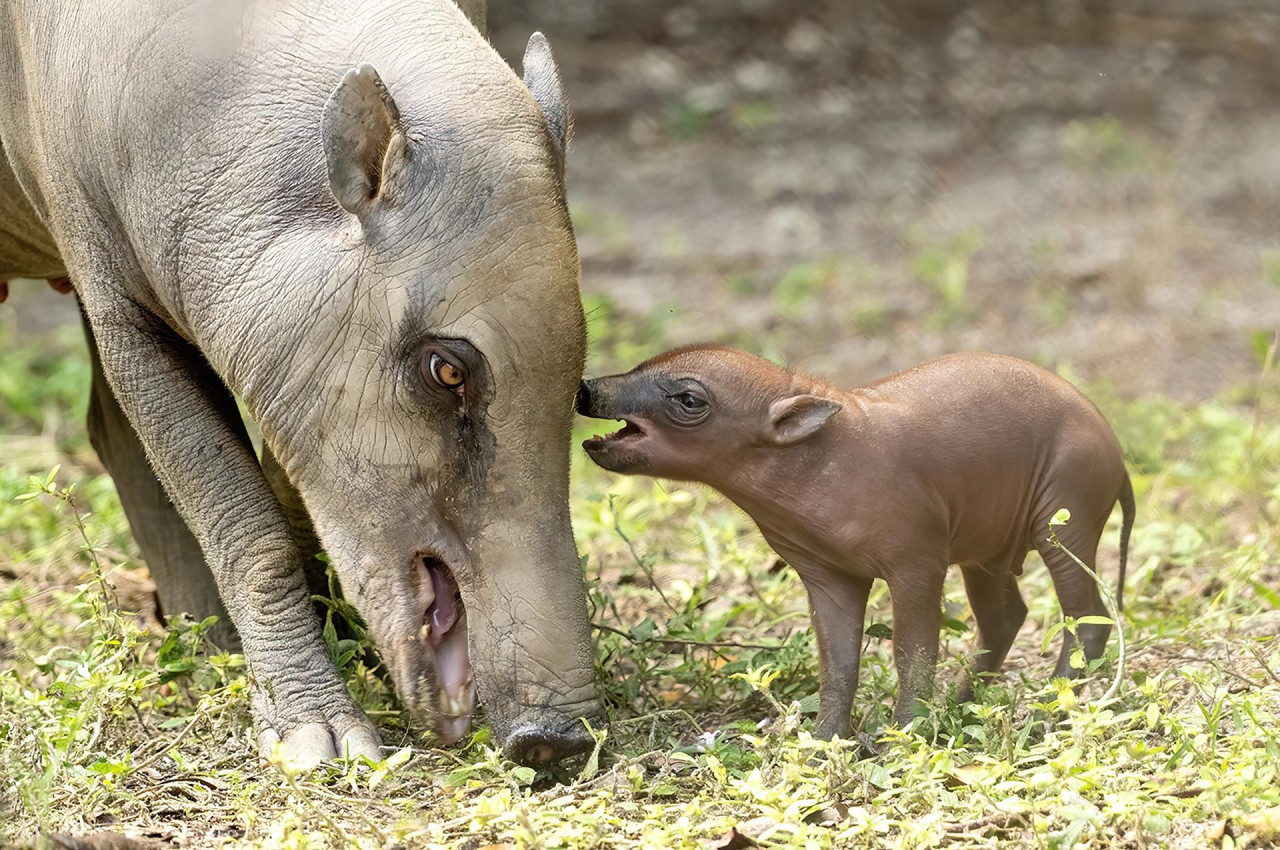 El histórico nacimiento de una babirusa. Foto: EFE