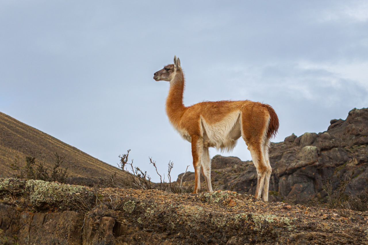 Guanaco. Foto Unsplash.