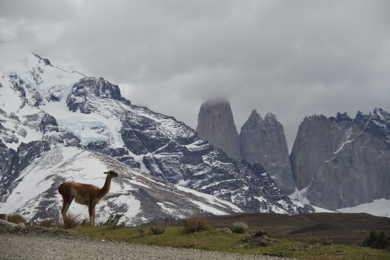 Guanaco. Foto Unsplash.