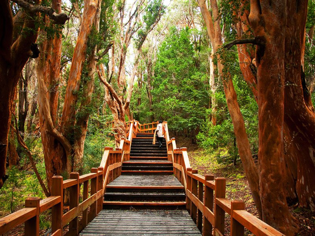 Isla Victoria y Bosque de Arrayanes. Foto: Twitter