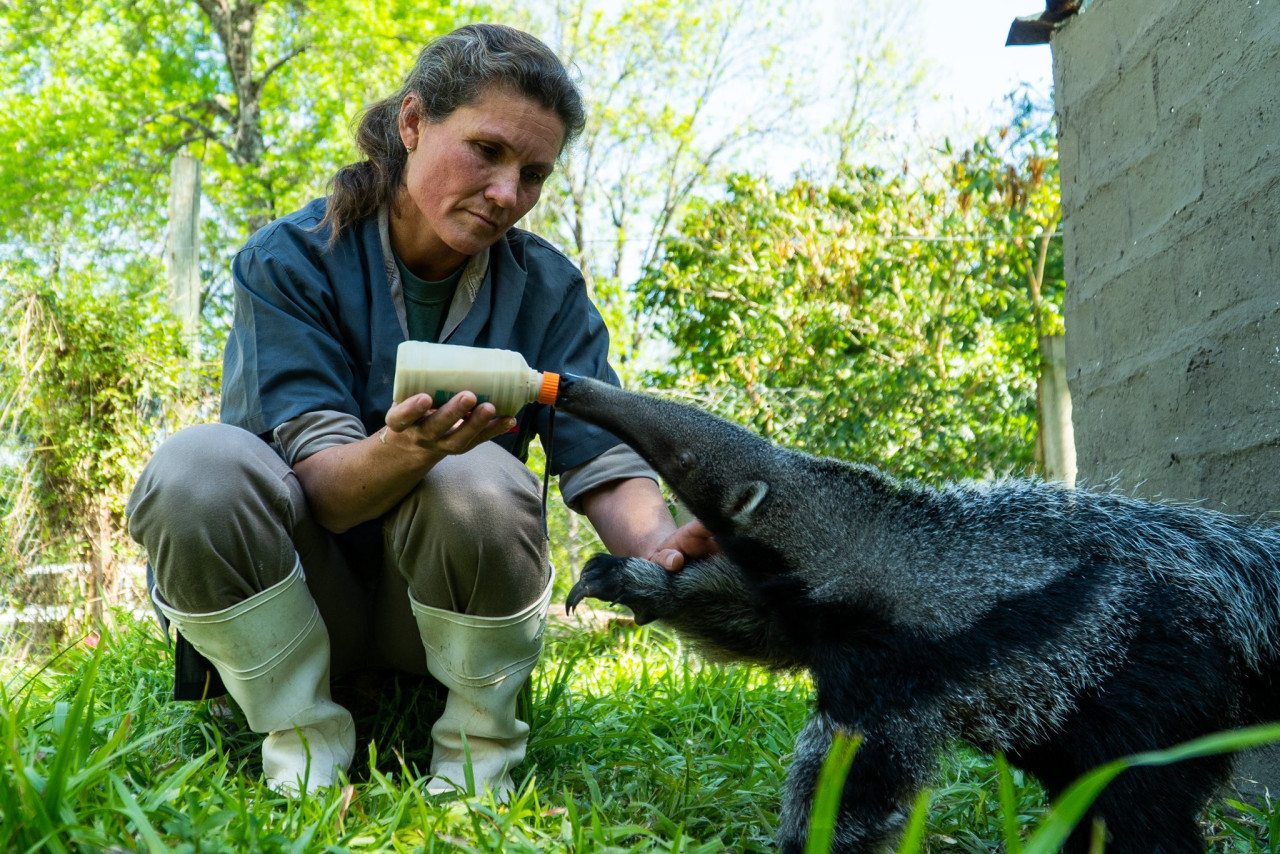 Nuevo ejemplar de oso hormiguero  gigantes en Corrientes. Foto: X/@RewildingArg