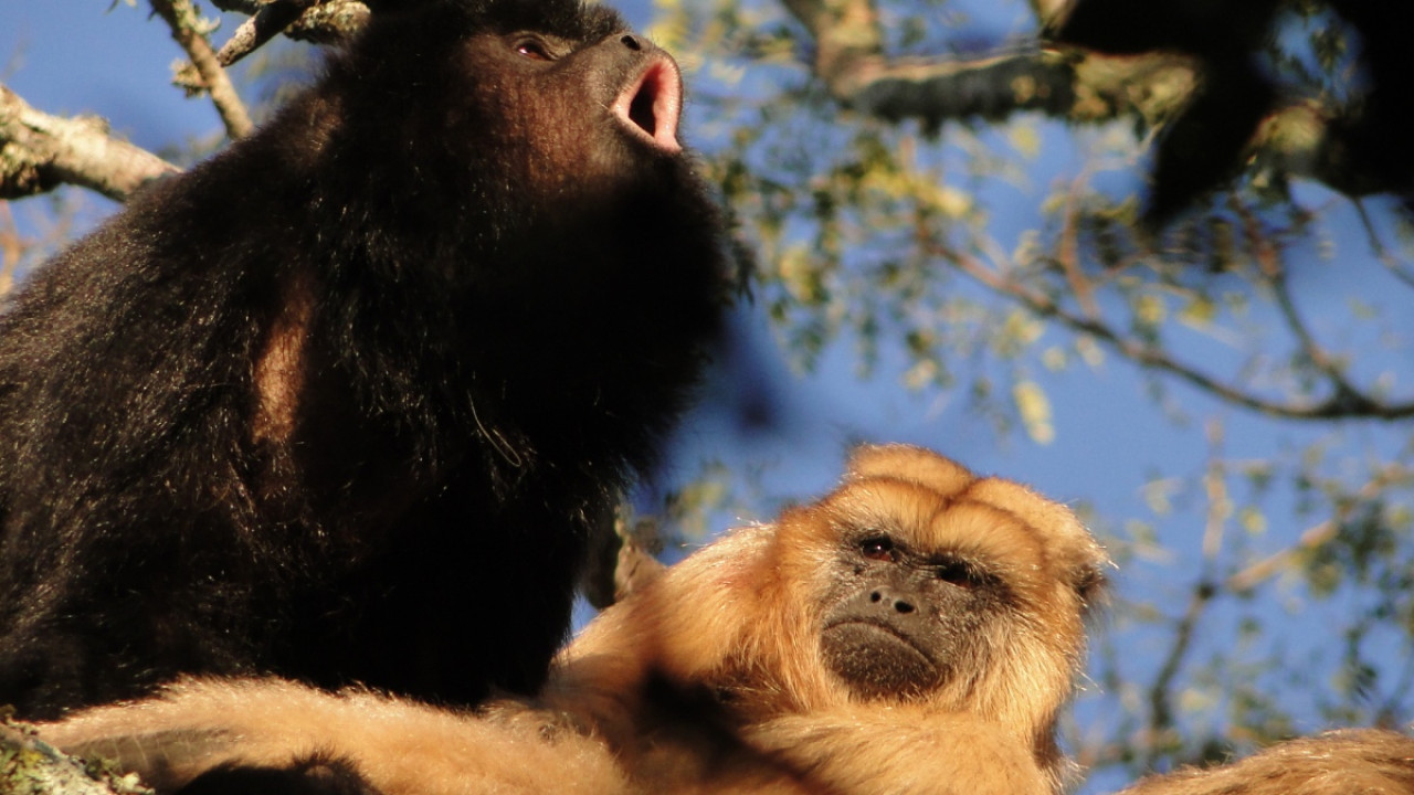 Primates. Foto: Télam.