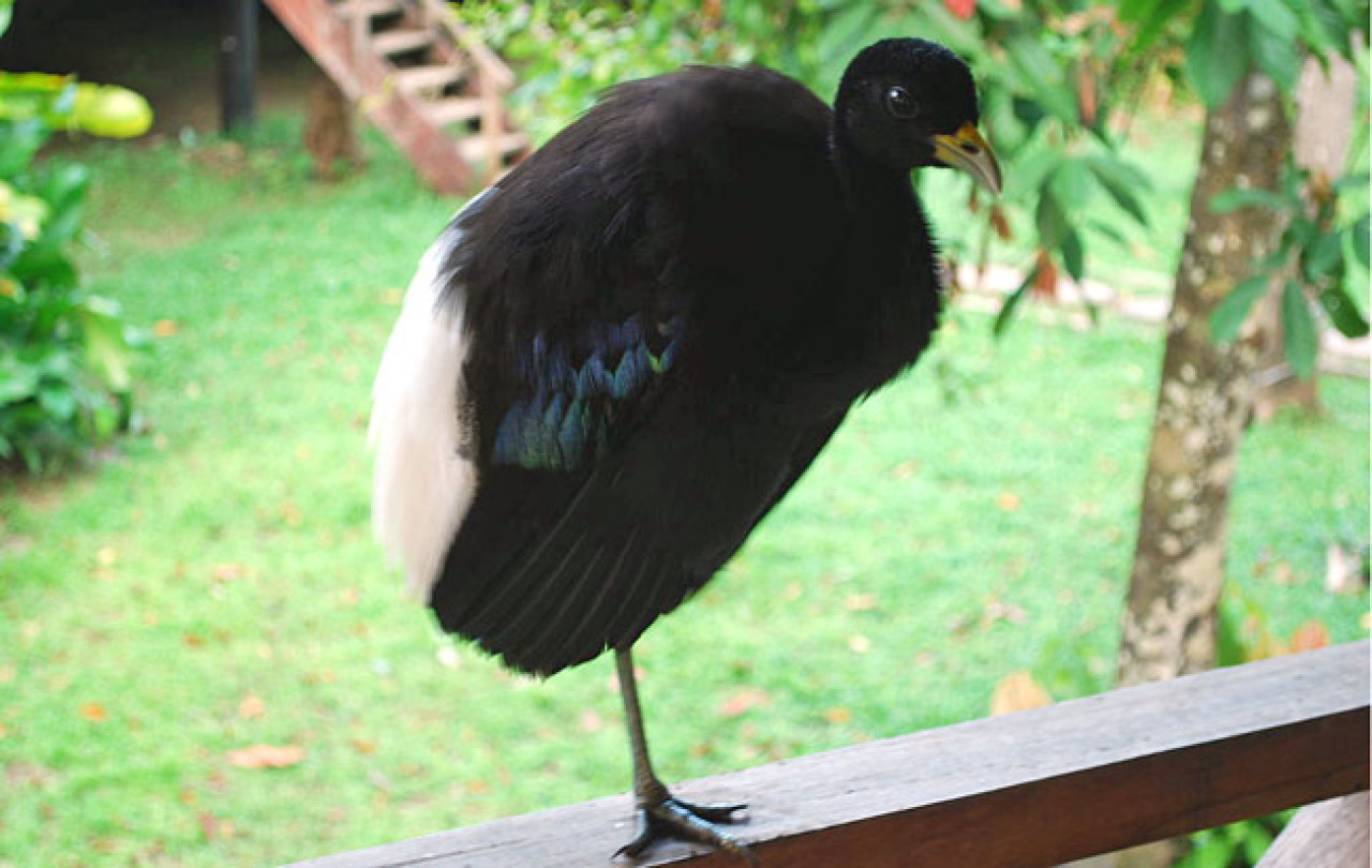 Trompetero de ala blanca. Foto: Aves de Perú.