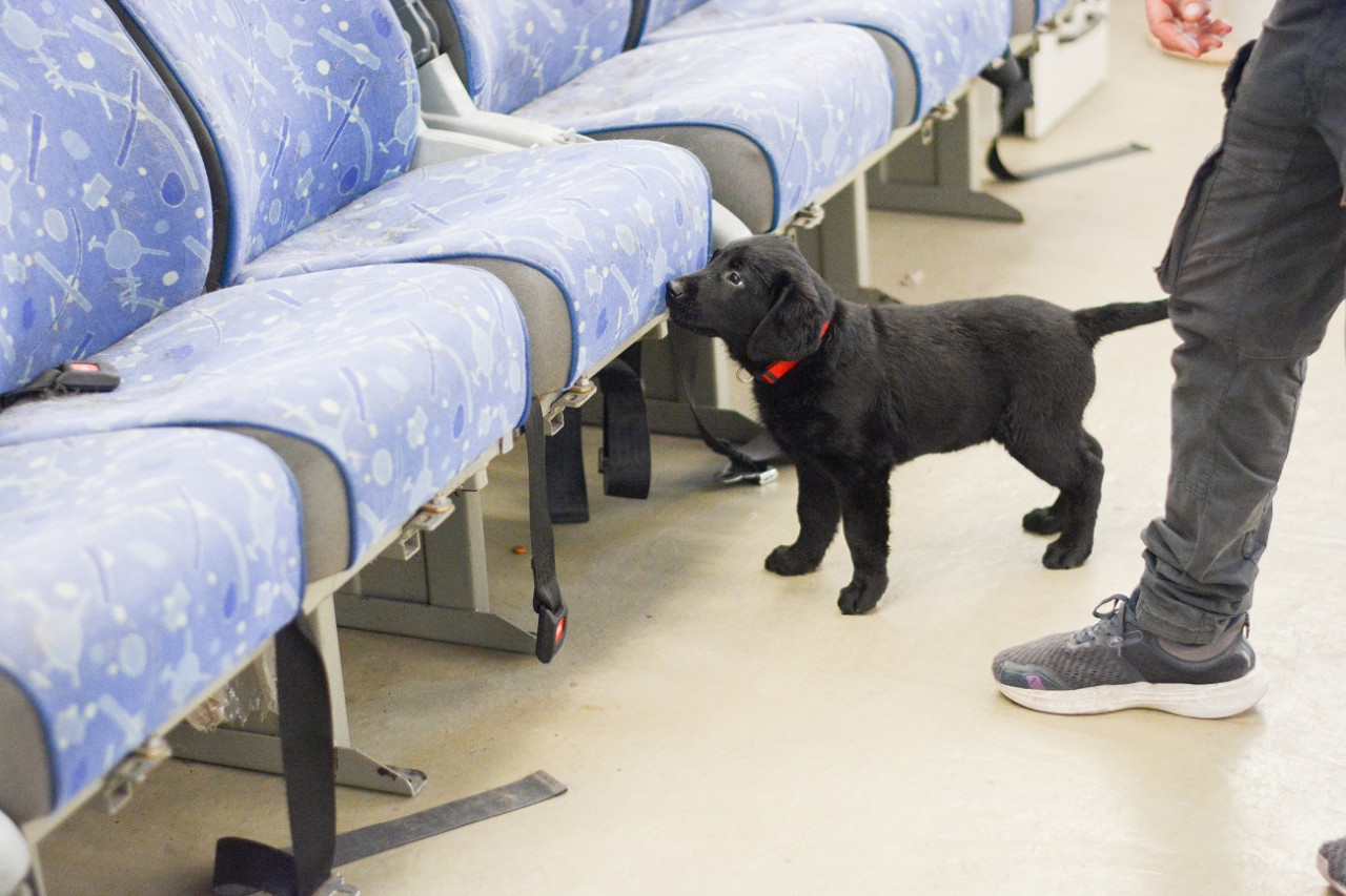 Cachorros de la Aduana comenzaron con actividades de entrenamiento. Foto: AFIP