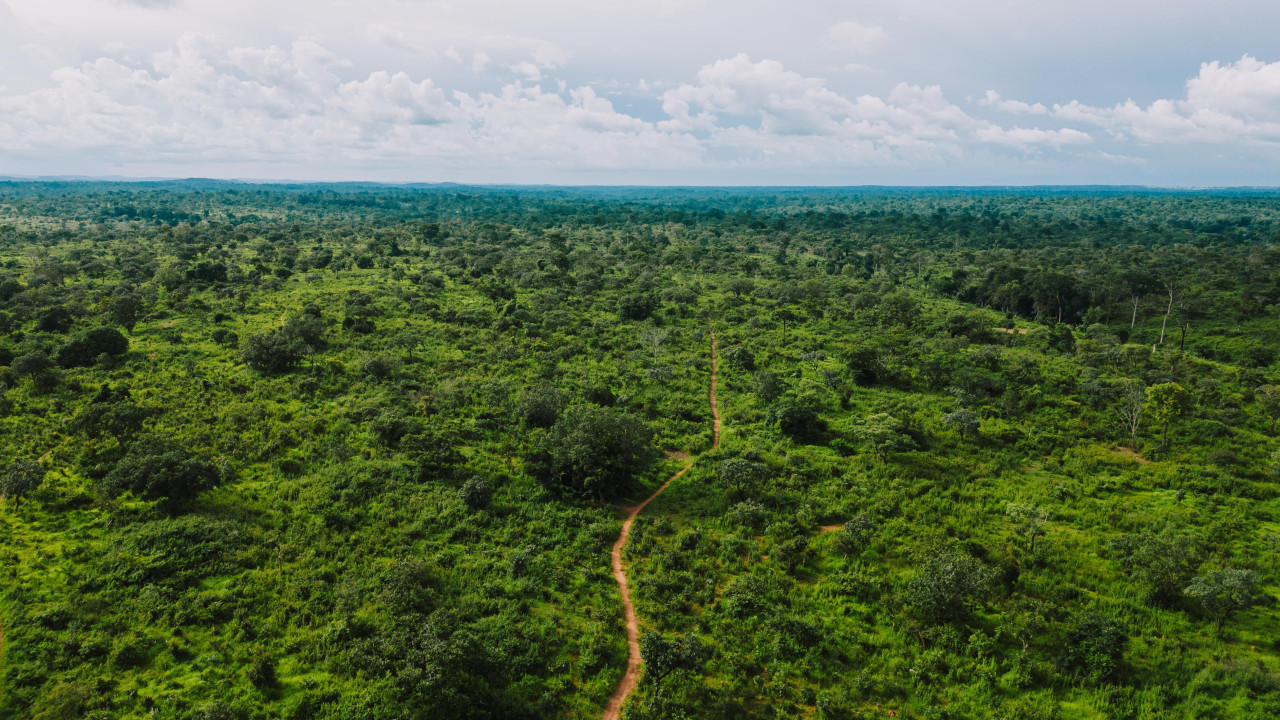 Amazonas. Foto: Pexels