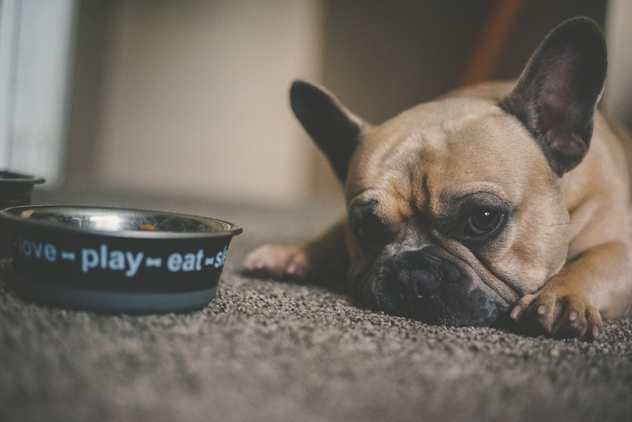 Perros, mascotas, animales, alimento. Foto: Unsplash