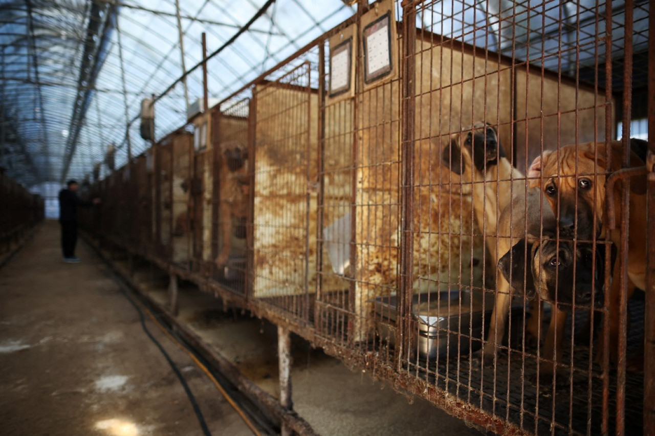 Perros miran desde sus jaulas en una granja de carne de perro en Hwaseong, Corea del Sur. Foto: Reuters.