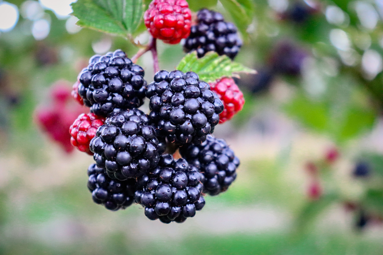 Moras. Foto Unsplash.