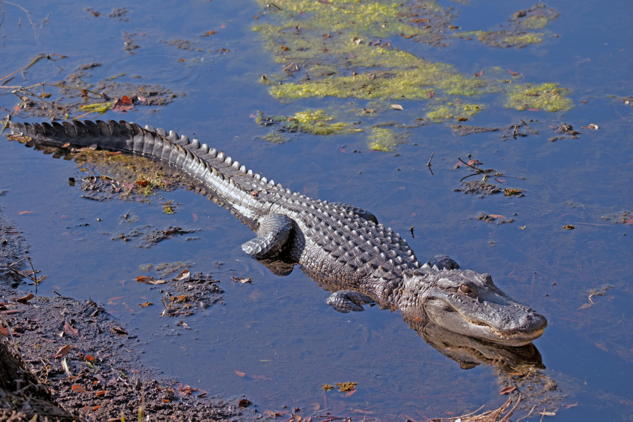 Reptil, cocodrilo, animales. Foto: Unsplash