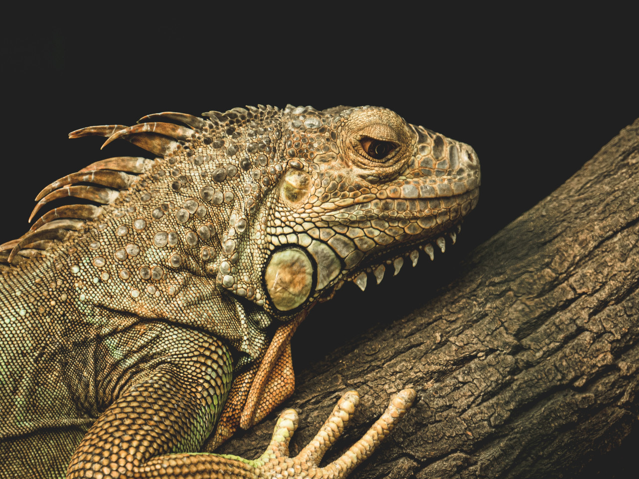 Reptil, cocodrilo, animales. Foto: Unsplash