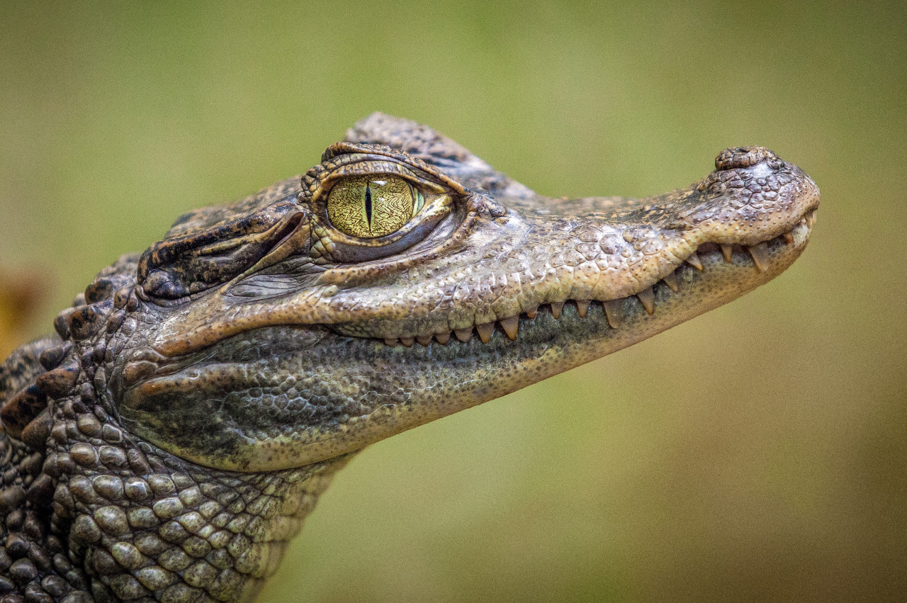 Reptil, cocodrilo, animales. Foto: Unsplash