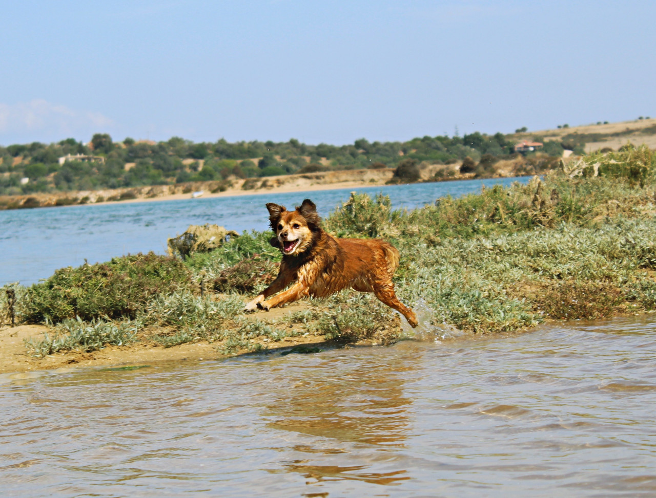 Perros. Foto: Unsplash