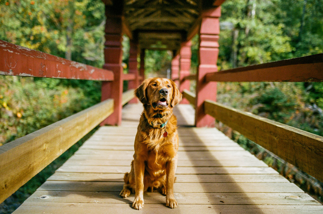 Perros. Foto: Unsplash