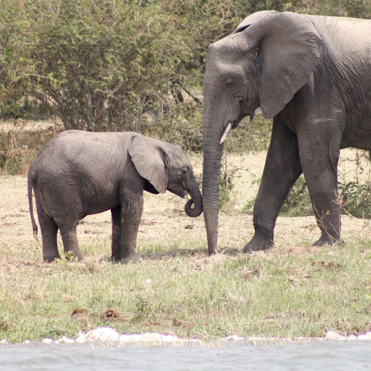 Elefante. Foto Unsplash.