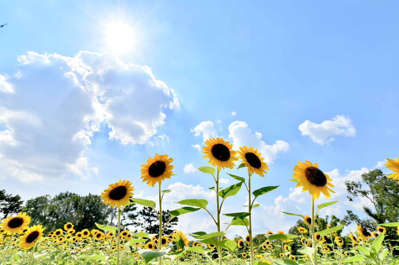 Girasoles, plantas, flores, naturaleza. Foto: Unsplash