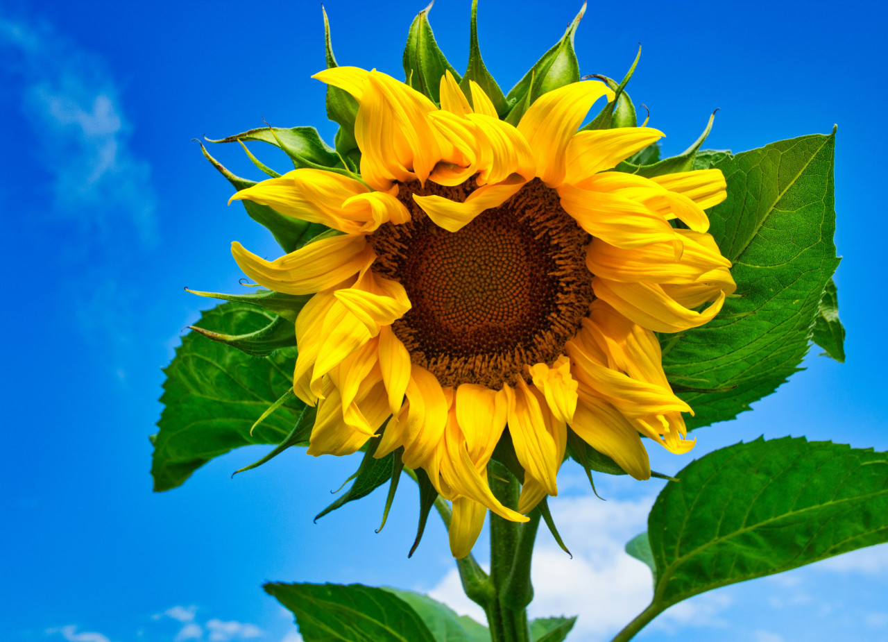 Girasoles, plantas, flores, naturaleza. Foto: Unsplash