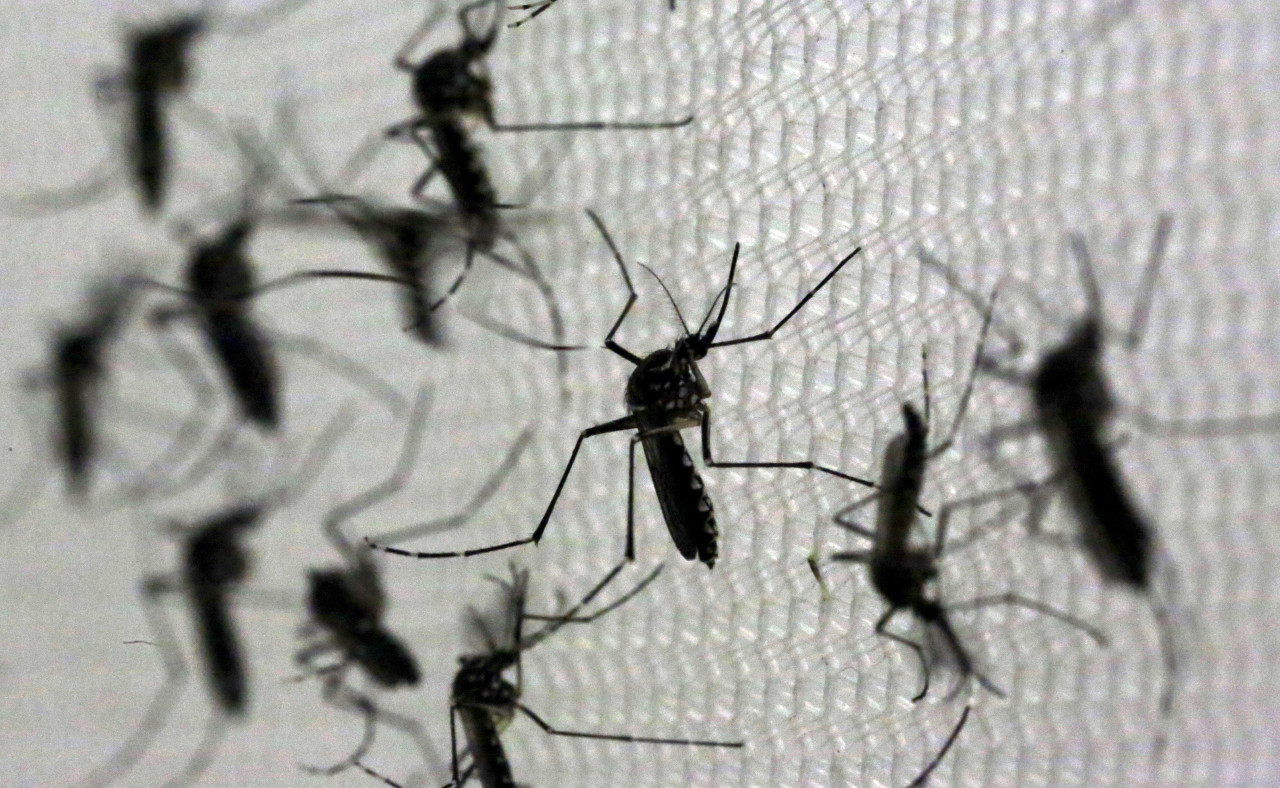 Dengue. Foto: Reuters.