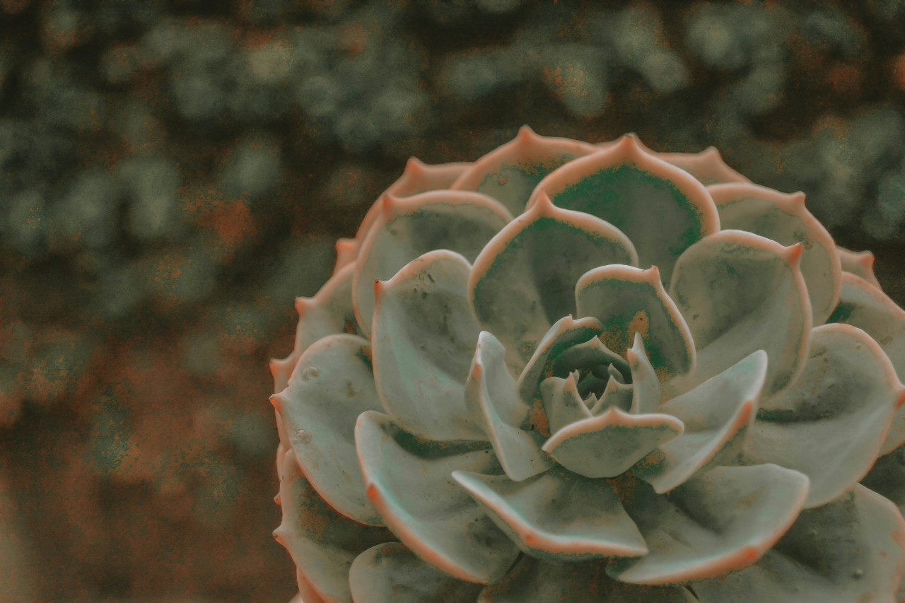 Echeveria. Foto: Unsplash.