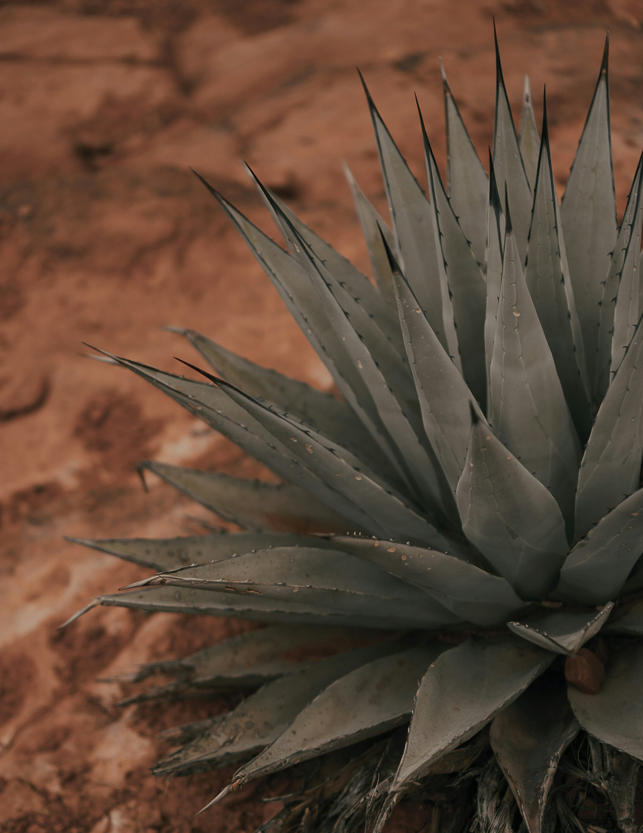 Agave. Foto: Unsplash.