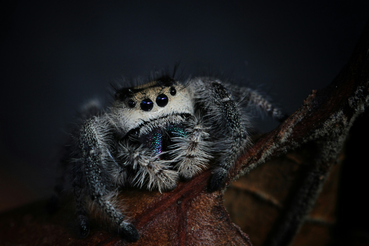 Araña. Foto: Unsplash