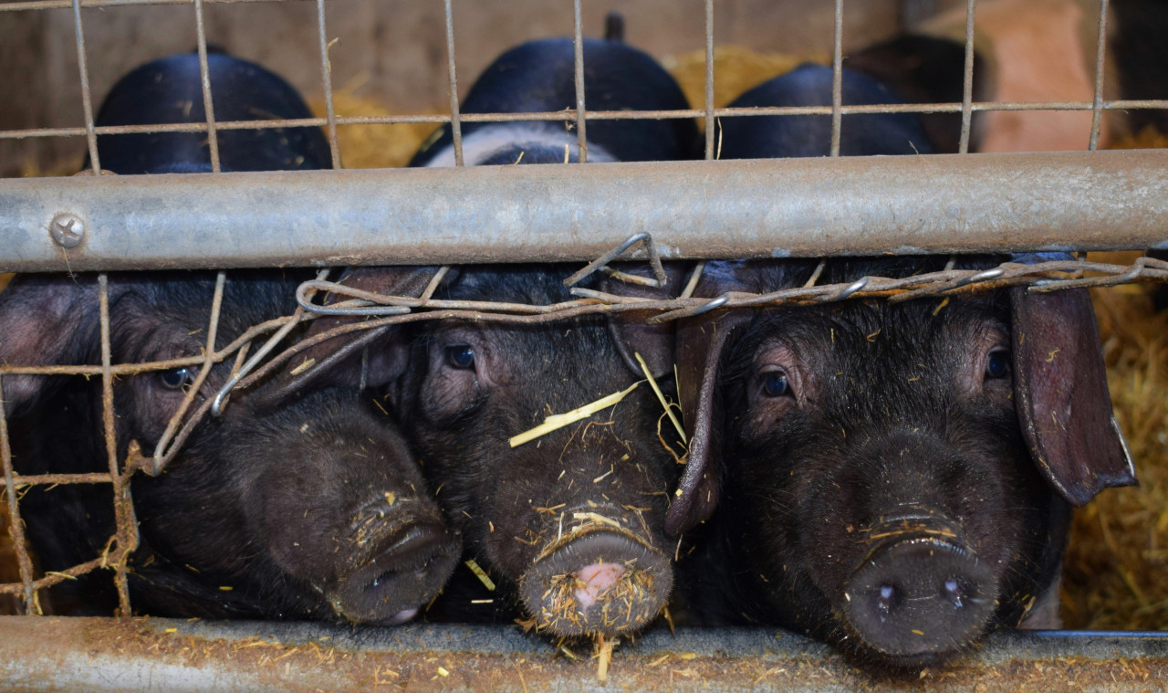 Animales, chanchos. Foto: Unsplash