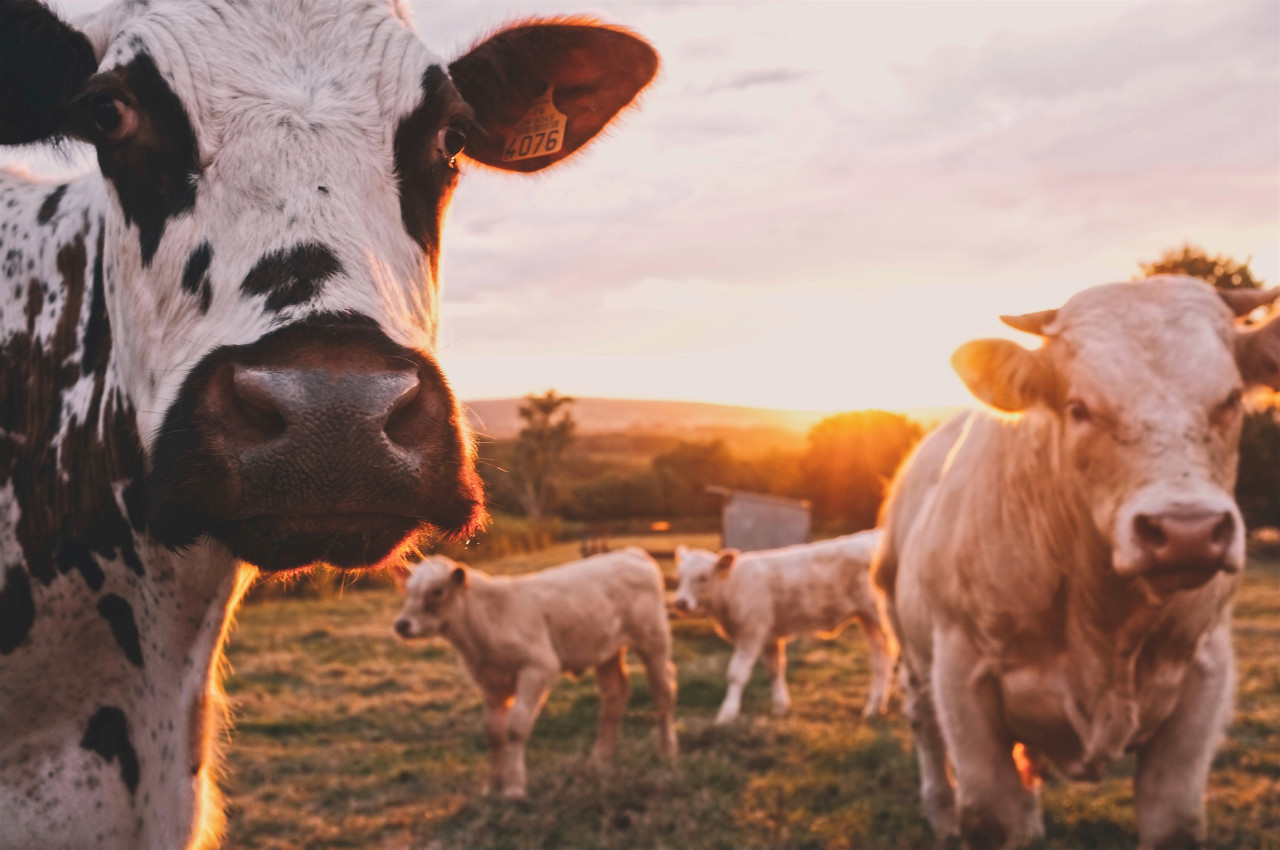 Animales, vacas. Foto: Unsplash
