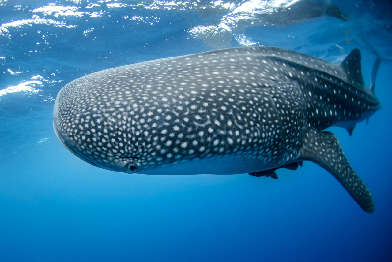 Tiburón ballena, Foto Unsplash.