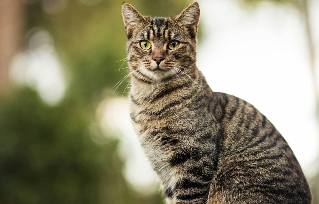 Gatos. Foto: Unsplash.