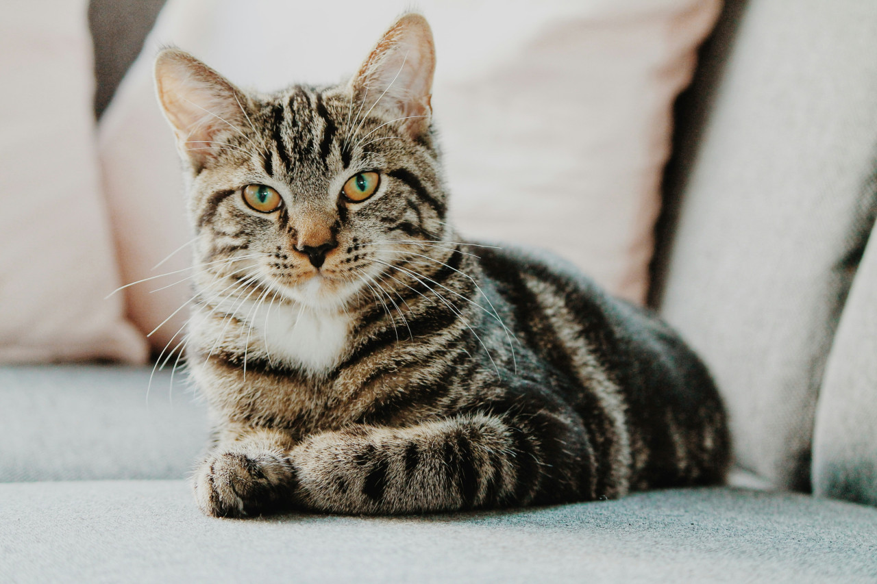 Gatos. Foto: Unsplash.