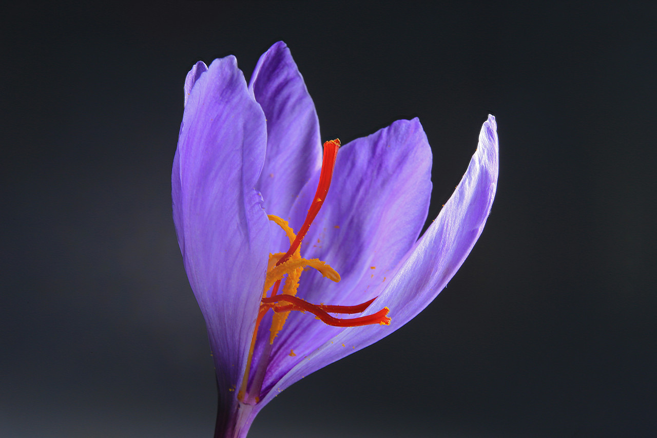 Flor Crocus sativus. Foto Unsplash.