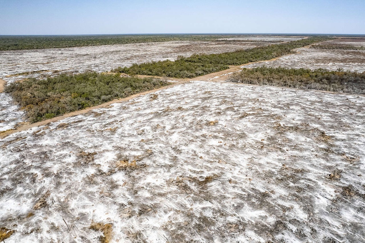 Deforestación en el norte de Argentina. Foto: Gentileza Greenpeace.