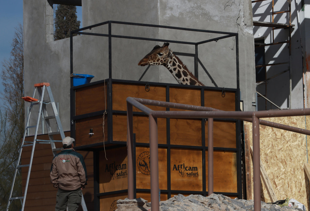 La Jirafa "Benito" durante su embarque en un parque en Ciudad Juárez. Foto: EFE.