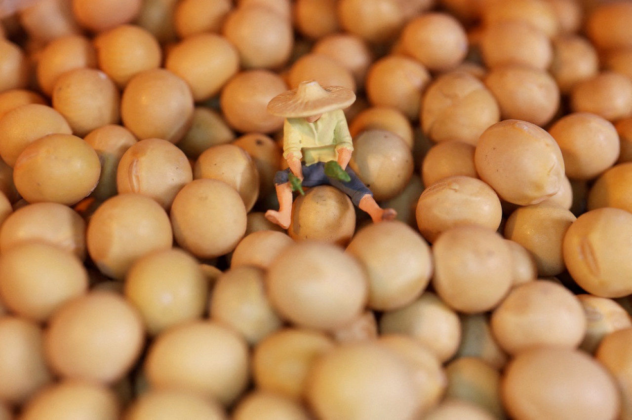 Cultivo de soja. Foto: Reuters.