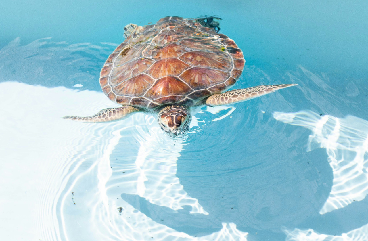 Tortuga. Foto: Unsplash.