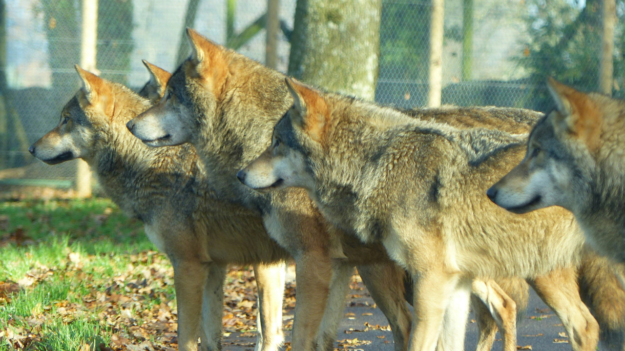 Lobos. Foto: Unsplash.