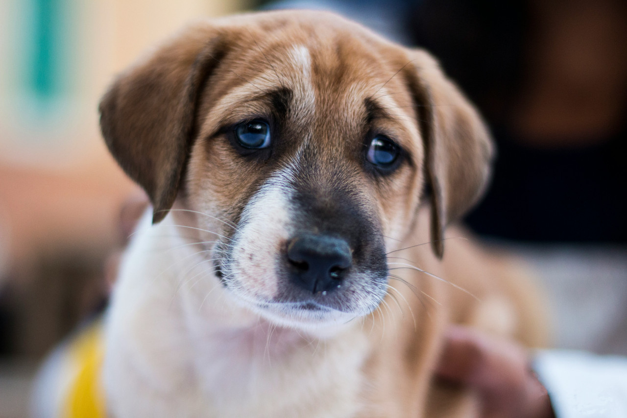 Perros, perro, perro triste. Foto Unsplash.