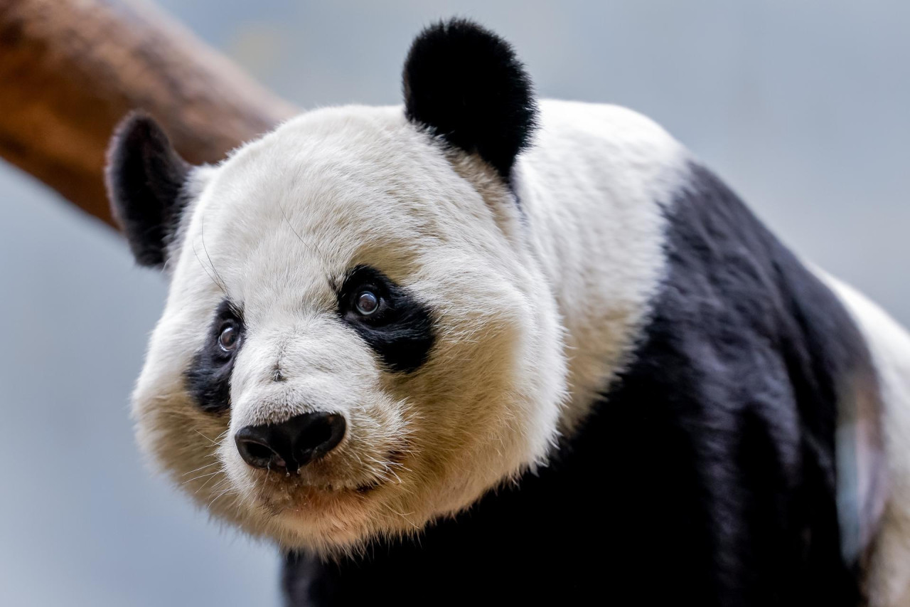 Panda. Foto: EFE.