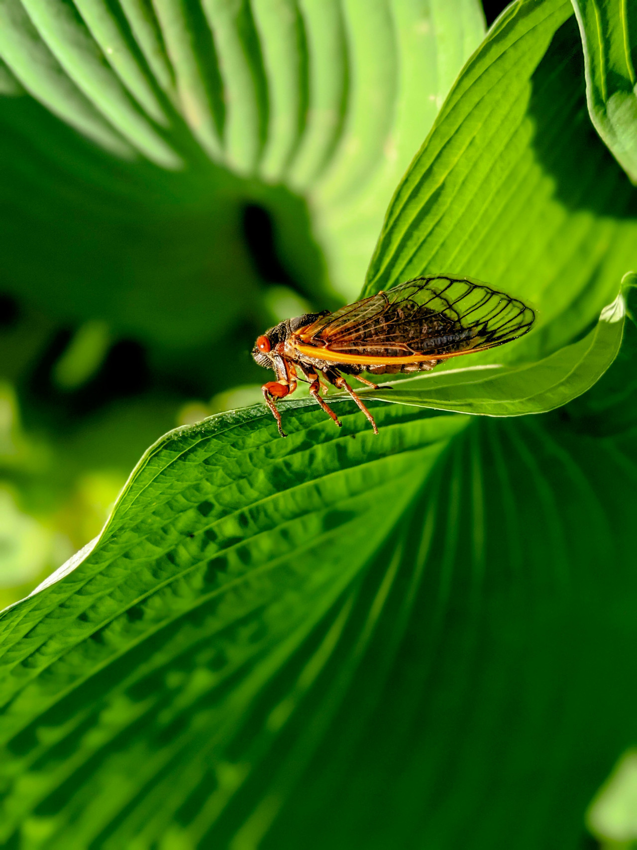 Cigarras. Foto: Unsplash.