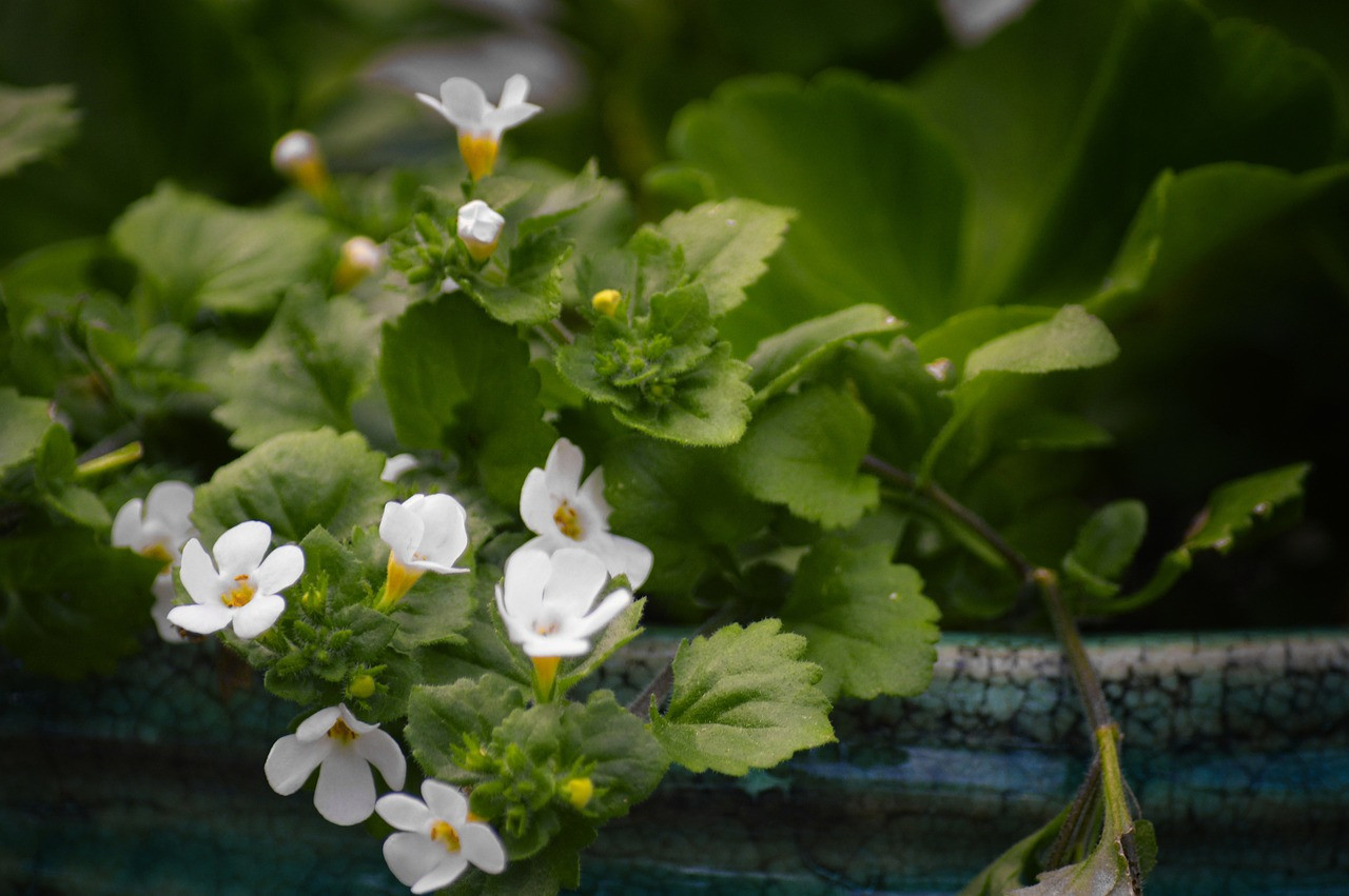 Bacopa. Foto Pixabay.