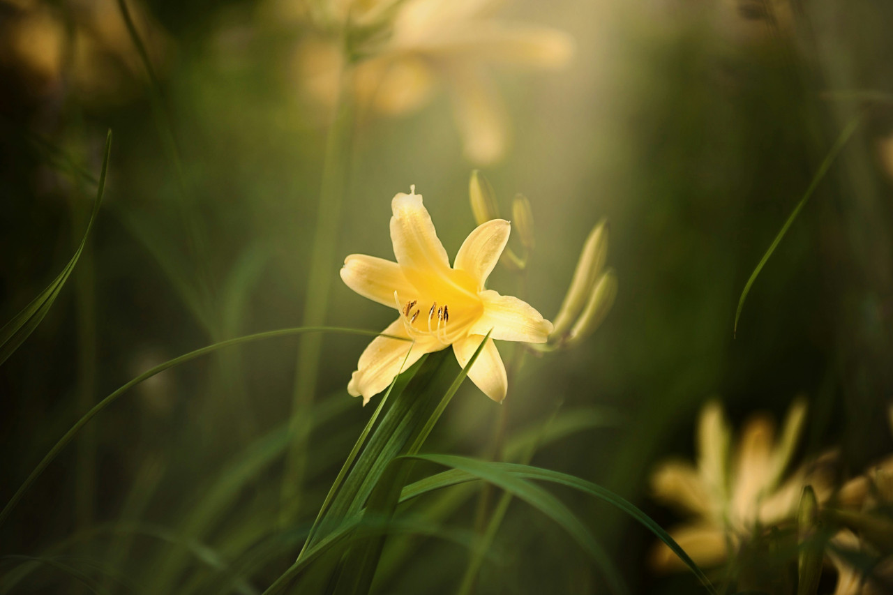 Corrientes prohíbe el lirio amarillo, una flor exótica que pone en riesgo los humedales. Foto: Unsplash