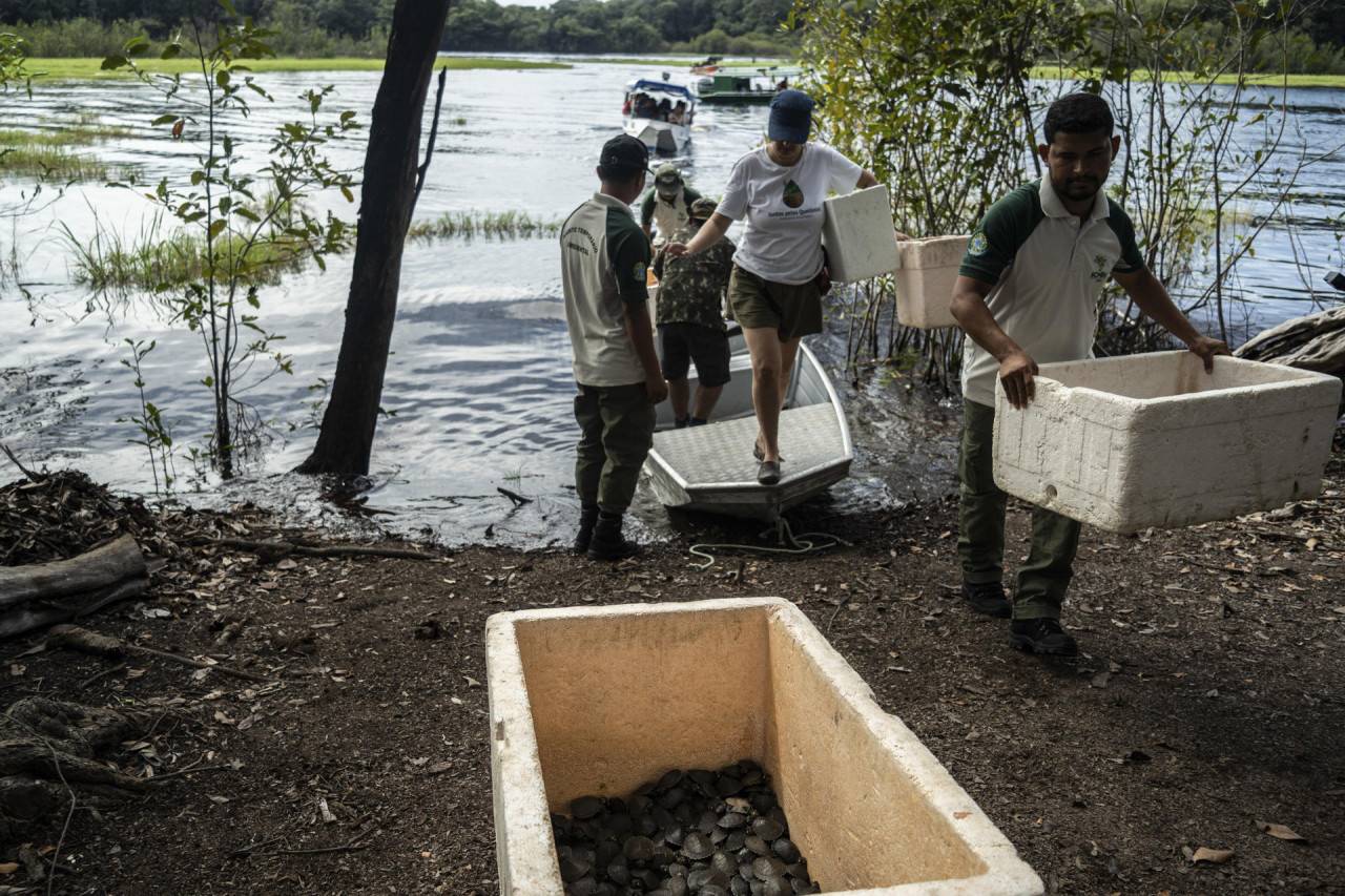 La sequía histórica dificultó el rescate de huevos de tortugas amazónicas. Foto: EFE